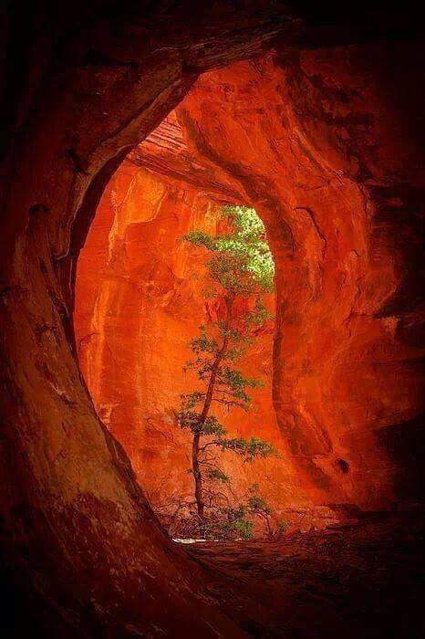 arbre et grotte rouge