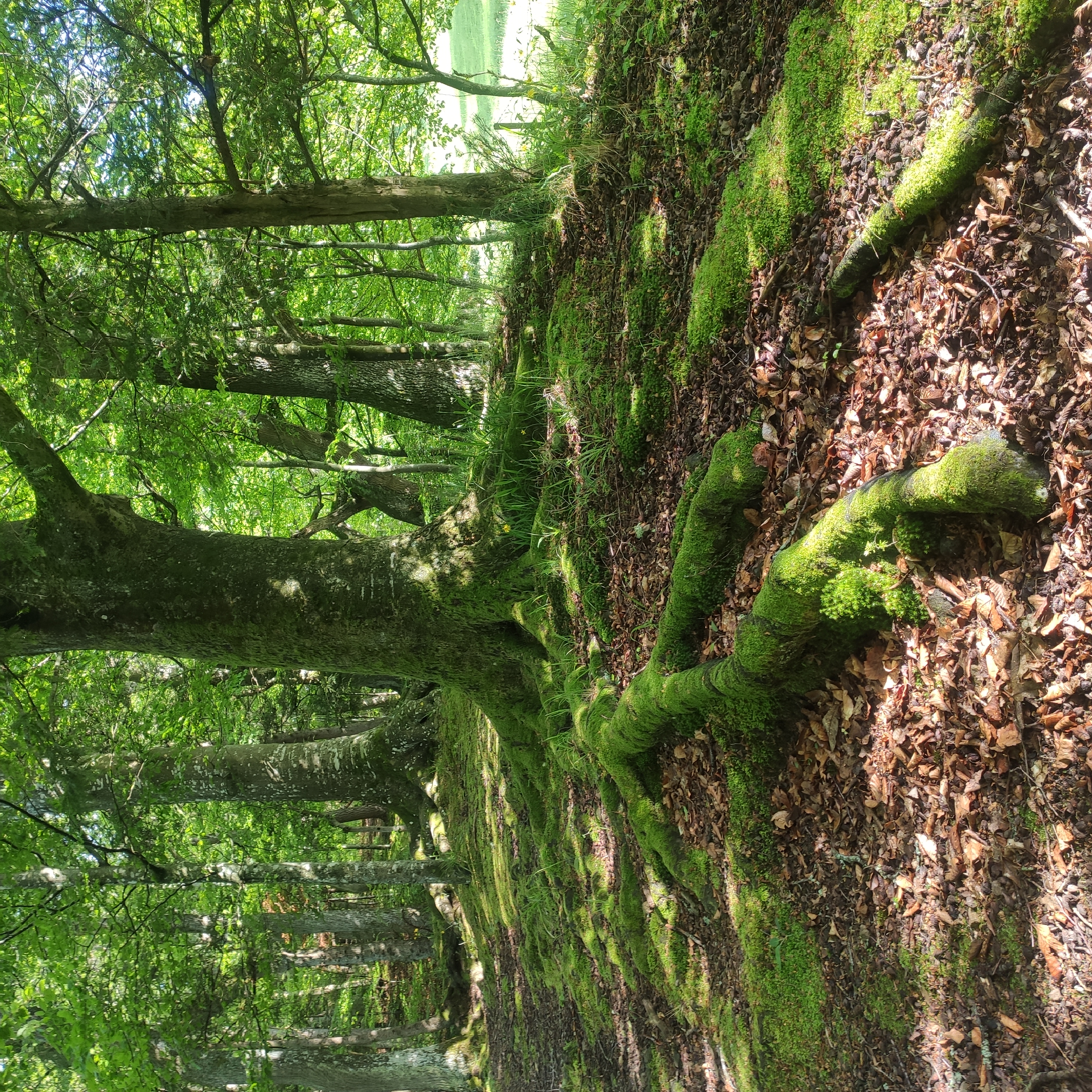 racines moussues d'un arbre